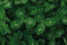 Quatre erreurs qu'on voit chaque printemps sur la Rive-Sud (et comment les éviter)