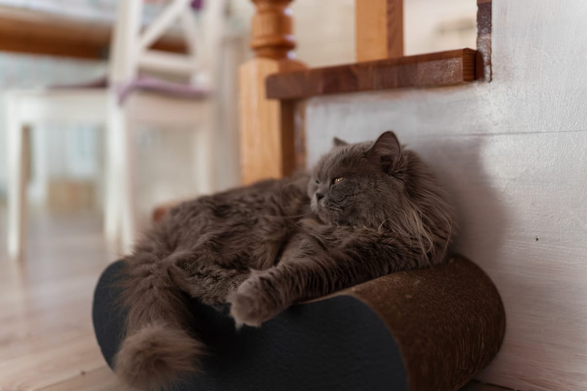 Les meilleurs gratteurs de chats